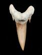 Carcharias (Extinct Sand Tiger) Shark Tooth - Eocene #3418-1